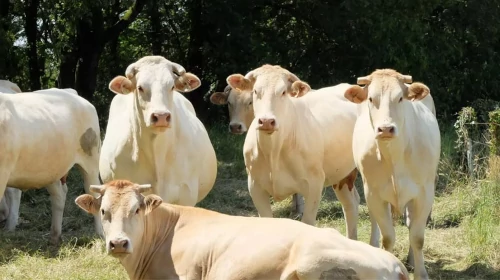 LA FERME DE LA BLONDE